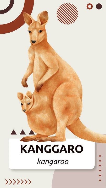 kangaroo in tagalog sentence|kangaroo in Tagalog .